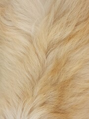 Close-Up of Golden Dog Fur Texture Background