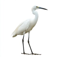 Obraz premium White Egret Bird on White Background Studio Shot