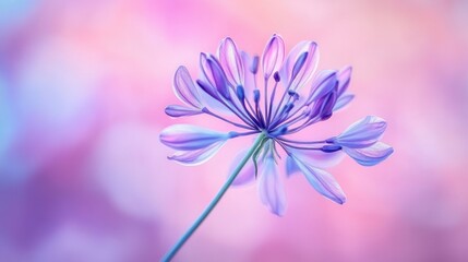 Purple flower blooms, soft focus background