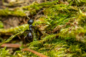 Black forest ant - Lasius fuliginosus, beautiful small black forest ant from Euroasian forests and woodlands, Czech Republic.