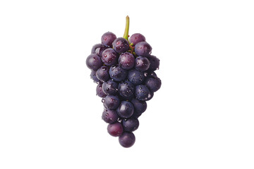 Fototapeta premium Dewy Dark Grapes Isolated on Black Background,