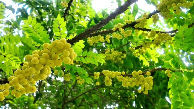 Fresh Gooseberry Hanging in Clusters on Tree Branch - Natural Fruit Close-Up (4K Stock Footage)