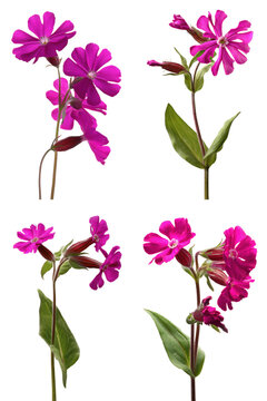 Red Campion Sprig: Vivid Petals and Forked Tips for Wildflower Branding