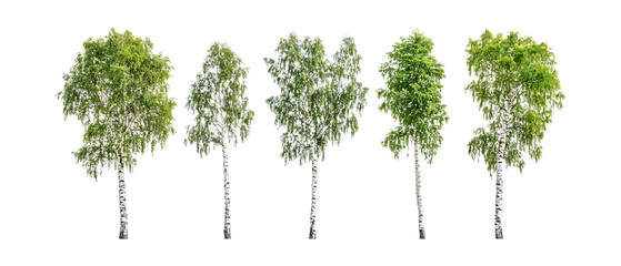 Pack of Birch Trees Against Transparent Background for Nature Branding, Botanical Promotion, or Forest Design Projects