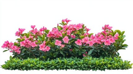 Naklejka premium Flower Garden Isolated. Pink Tropical Flowers in Vibrant Colors with Aesthetic Green Background
