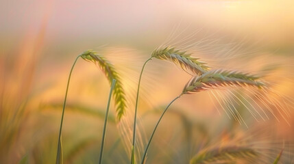 Fototapeta premium Lush green meadow under dreamy light, evoking serenity and natural beauty