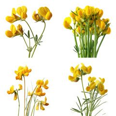 Bird's-Foot Trefoil Heads, Green, White Background