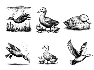 Set collection of vintage black and white ink illustrations of ducks in various poses, isolated on white background, rustic countryside farm style, detailed sketch.