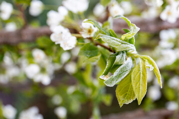 Frozen Leaves on Flowering Fruit Tree in Spring Garden