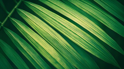 Abstract green striped nature background, vintage tone. green textured leaf of the plant. 