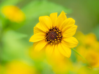 夏から秋の公園や花壇を彩るヒマワリ（ミニヒマワリ）のある風景。自然風景素材。眩しい日差しでボケた景色。ぼんやりした花畑のイメージ。