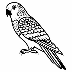 Vector Illustration of a Detailed Budgerigar Parrot Outline Design, Standing Profile View.
