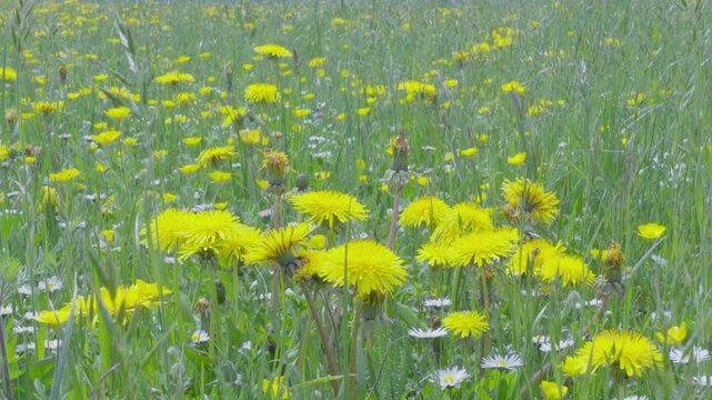 Green Meadow with Blooming Yellow Flowers in Lessinia, Italy