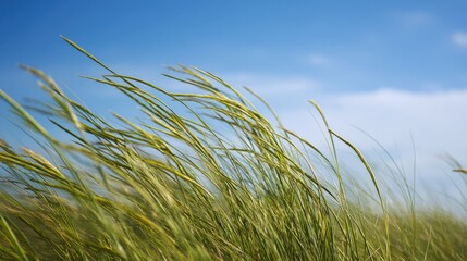sunlit tall grass swaying gently in breeze under clear blue sky