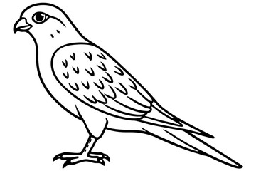 Elegant Kestrel Outline