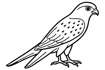 Elegant Kestrel Outline