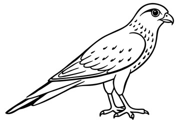 Elegant Kestrel Outline