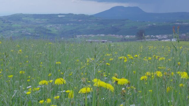 Green Meadow with Yellow Flowers and Cloudy Mountains &ndash; Scenic Lessinia