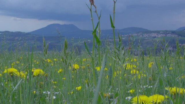 Green Meadow with Yellow Flowers and Cloudy Mountains &ndash; Scenic Lessinia