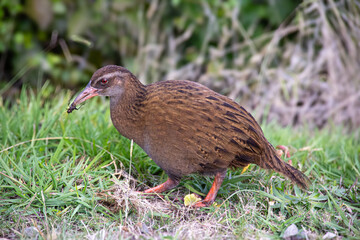 New Zealand Weka with cricket insect in beak. Protected native flightless bird in the wild. Western Weka subspecies. At Marlborough Sounds, South Island. Vulnerable species. Member of rail family.