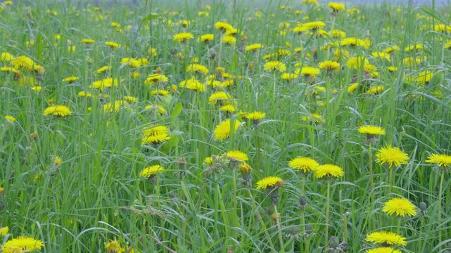 Green Meadow with Blooming Yellow Flowers in Lessinia, Italy