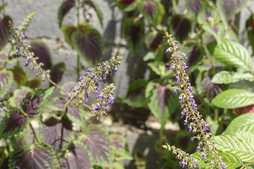 Cluster of violet flowers on coleus stems in bright outdoor garden sunlight