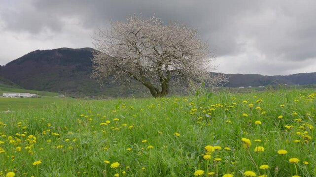 Blooming White Tree in Foreground with Meadow and Mountains in Lessinia