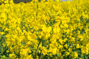 Bright yellow rapeseed flowers in a field
