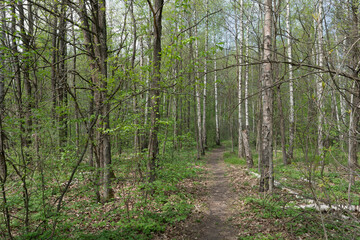 Fototapeta premium A serene path winds through a lush forest, bathed in sunlight.