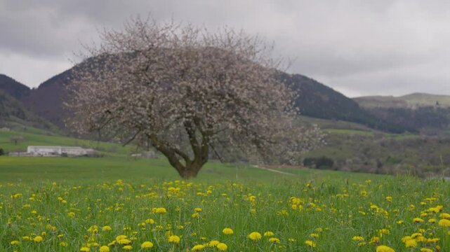 Blooming White Tree in Foreground with Meadow and Mountains in Lessinia