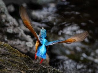 カワセミの飛び立ち