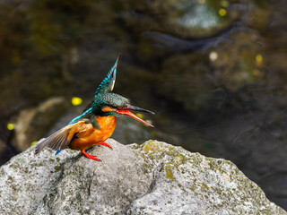 威嚇するカワセミ
