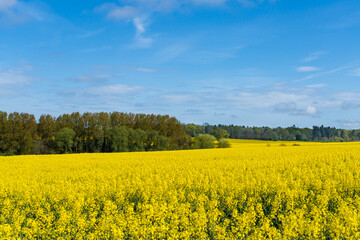 Beautiful field of bright yellow rapeseed flowers in the English countryside during Spring in landscape orientation