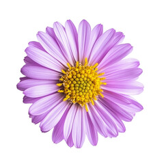 Obraz premium A vibrant purple aster flower with a yellow center, set against a transparent background, Aster flower in , isolated on a transparent background