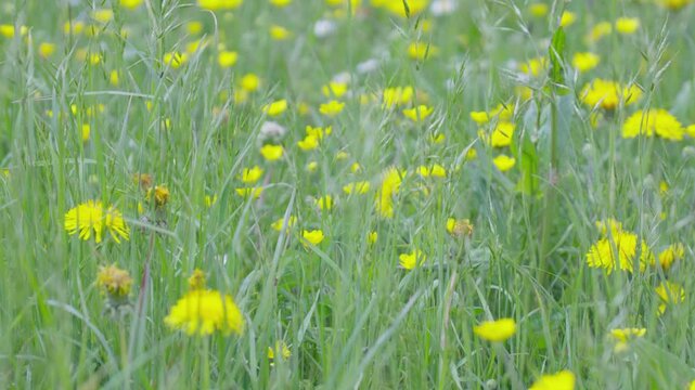 Green Meadow with Blooming Yellow Flowers in Lessinia, Italy