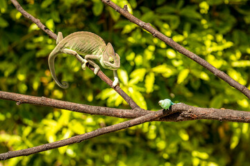 The Veiled Chameleon (Chamaeleo calyptratus) grabs a caterpillar.