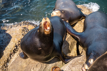 Sea ​​lions roar at each other, Monterey