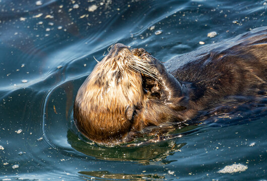Southern Sea Otter (Enhydra lutris nereis) swim in the Pacific Ocean.