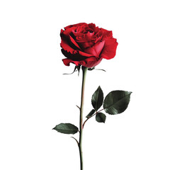 Obraz premium A single red rose elegantly displayed against a pristine transparent background, highlighting its beauty and grace, red rose on transparent background