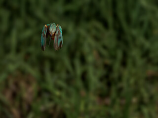 カワセミのホバリング