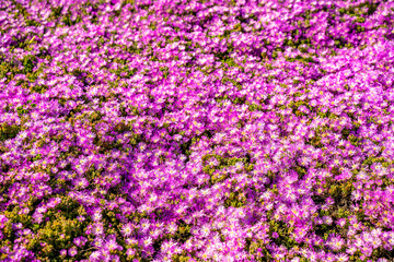 Fototapeta premium Background of Carpobrotus Edulis (Purple Carpet of Ice Plant)