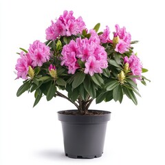 Pink Rhododendron in a Dark Pot Against White Background