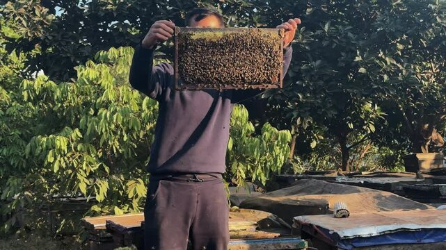 A beekeeper in Moc Ch&acirc;u, Vietnam, carefully holds a large honeycomb covered in bees. This image captures the intricate process of beekeeping and the natural production of honey in a rural setting.