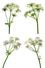 Cow Parsley Stem, White Umbels, Green Stalks