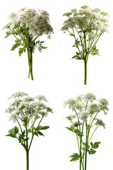 Cow Parsley Cluster, White Florets, Isolated