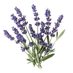 Naklejka premium Lavender flowers arranged beautifully on a transparent background showcasing vibrant purple hues and green leaves, Lavender isolated transparent background