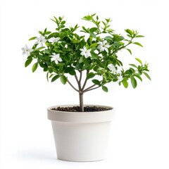 Obraz premium Small White Flowering Plant in White Pot Against White Background