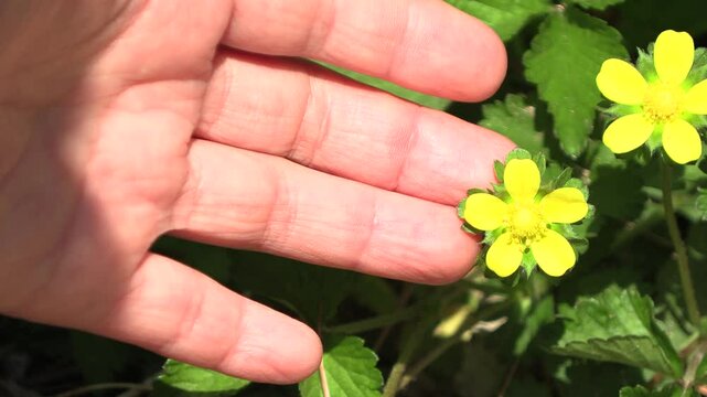 A woman's hand facing a yellow flower flying in the wind.
