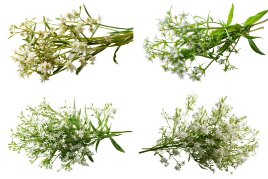 White Bedstraw Cluster, Front View