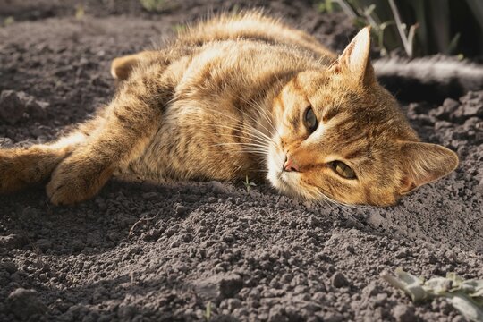 Cute tabby cat lying on the ground in the garden on a sunny spring day - Powered by Adobe